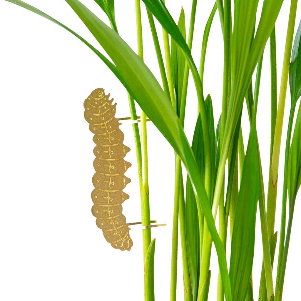 Caterpillar Plant Animal